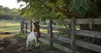 Can Goats Eat Chinaberry Trees? The Toxic Parts You Must Know