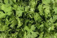 Can Goats Eat Cilantro? How to Feed It the Right Way