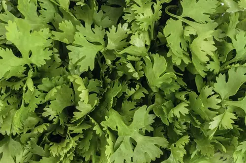 Can Goats Eat Cilantro? How to Feed It the Right Way