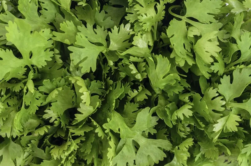 Can Goats Eat Cilantro? How to Feed It the Right Way