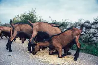 Can Goats Eat Corn? Safe Amounts, Risks, and Feeding Tips