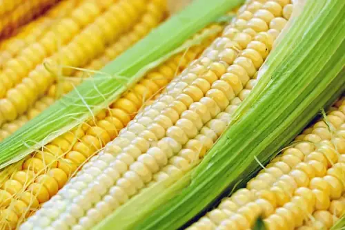Can Goats Eat Corn On The Cob? Safe Portions and Health Benefits