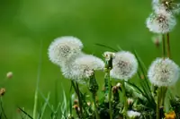 Can Goats Eat Dandelions? Safe Portions and Health Benefits