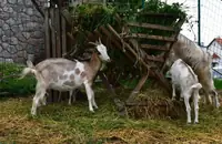 Can Goats Eat Everything? A Feeding Guide for Goat Owners