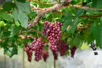 Can Goats Eat Grapes? Safe Portions, Seeds, Raisins and Vines