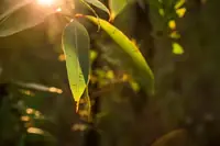 Can Goats Eat Gum Tree Leaves? What You Need to Know Before Feeding