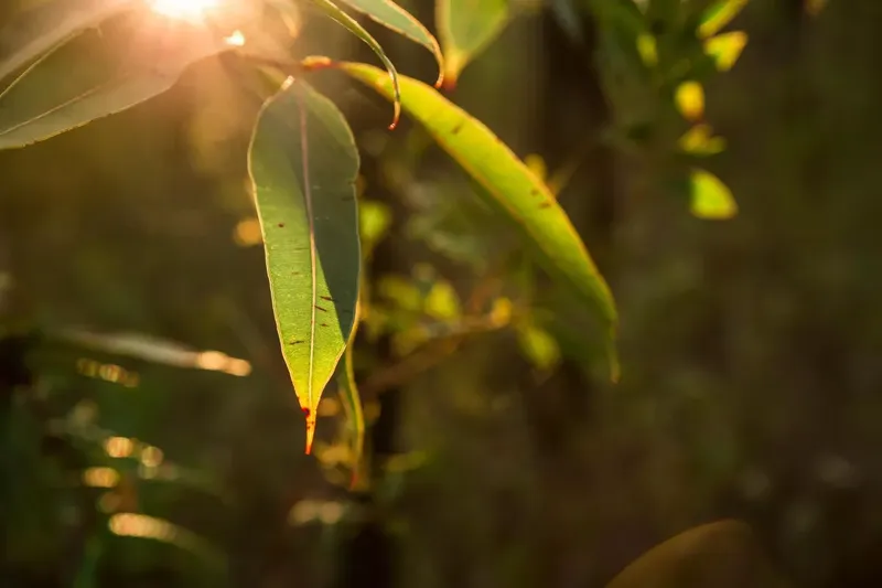 Can Goats Eat Gum Tree Leaves?