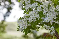 Can Goats Eat Hawthorn? What's Safe, How Much, and When to Worry