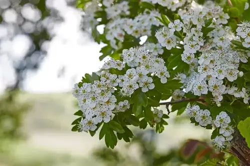 Can Goats Eat Hawthorn?
