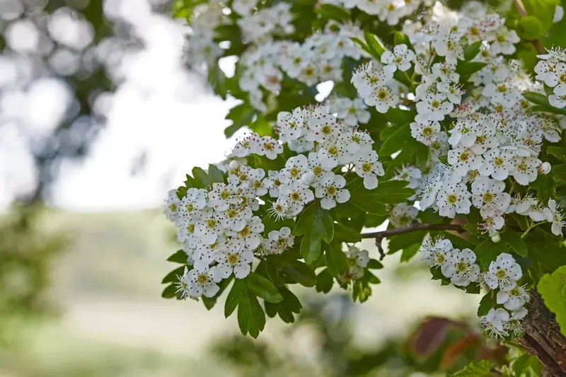 Can Goats Eat Hawthorn?