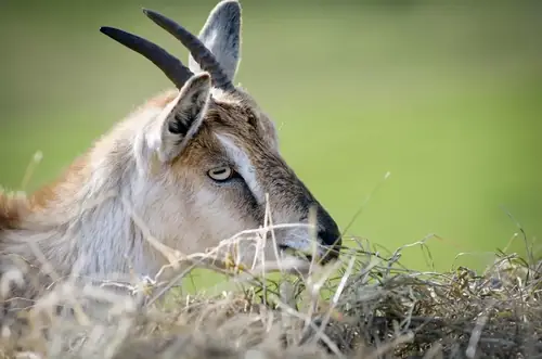 Can Goats Eat Hay Cubes?