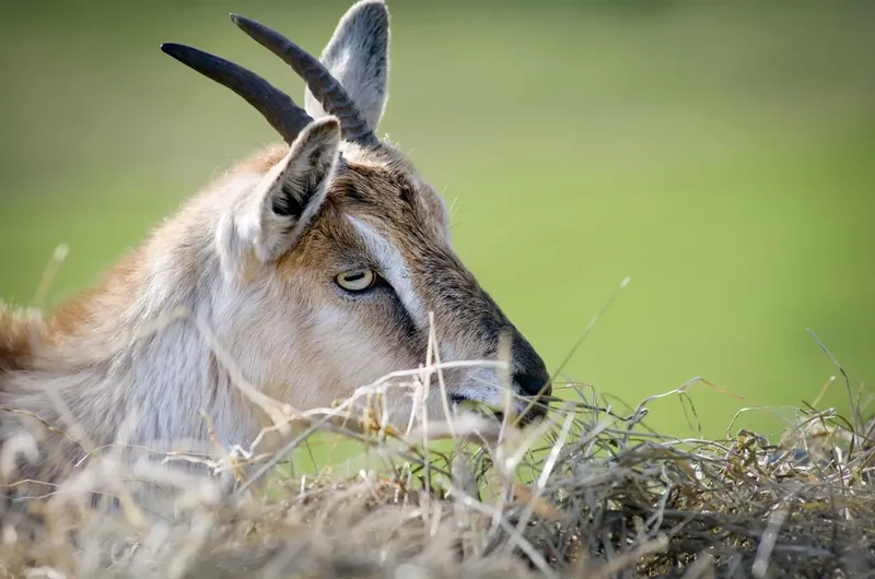 Can Goats Eat Hay Cubes?