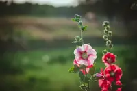Can Goats Eat Hollyhocks? Nutrition, Serving Size, and Prep Tips