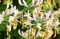 Can Goats Eat Honeysuckle? Nutrition, Serving Size, and Prep Tips
