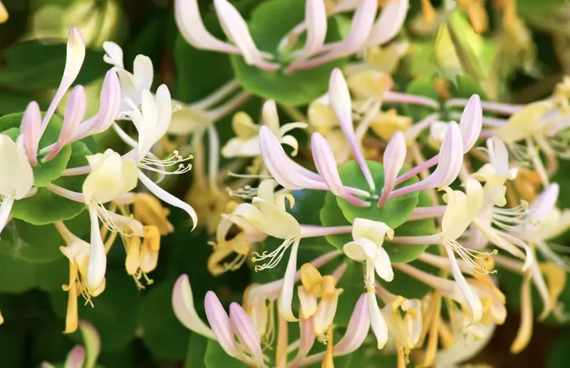 Can Goats Eat Honeysuckle?