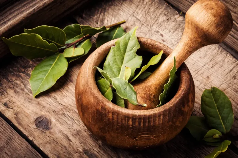 Can Goats Eat Laurel Leaves?