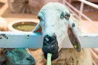 Can Goats Eat Lentils? How Much Is Safe and What to Watch For