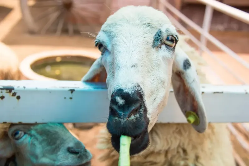 Can Goats Eat Lentils?
