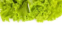 Can Goats Eat Lettuce? Nutrition, Serving Size, and Prep Tips