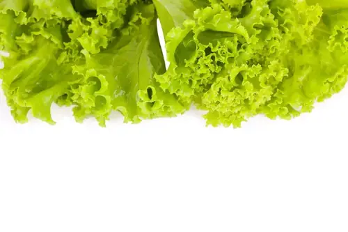 Can Goats Eat Lettuce? Nutrition, Serving Size, and Prep Tips