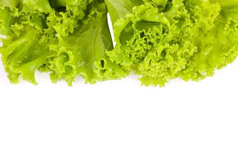 Can Goats Eat Lettuce?