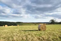 Can Goats Eat Moldy Hay? Safety Risks Every Owner Needs to Know