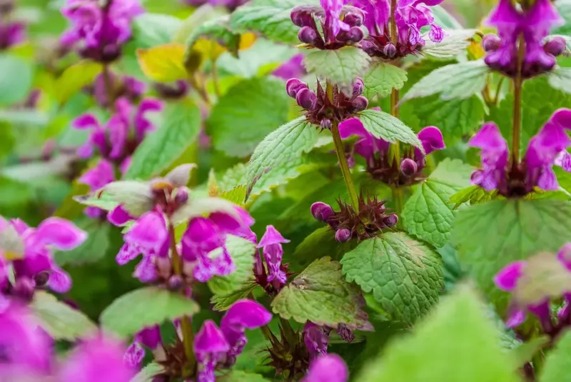 Can Goats Eat Motherwort?