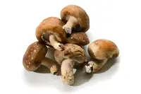 Can Goats Eat Mushrooms? Moderation Rules for Goat Owners