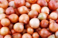 Can Goats Eat Onions? Safety, Risks, and What Owners Should Know