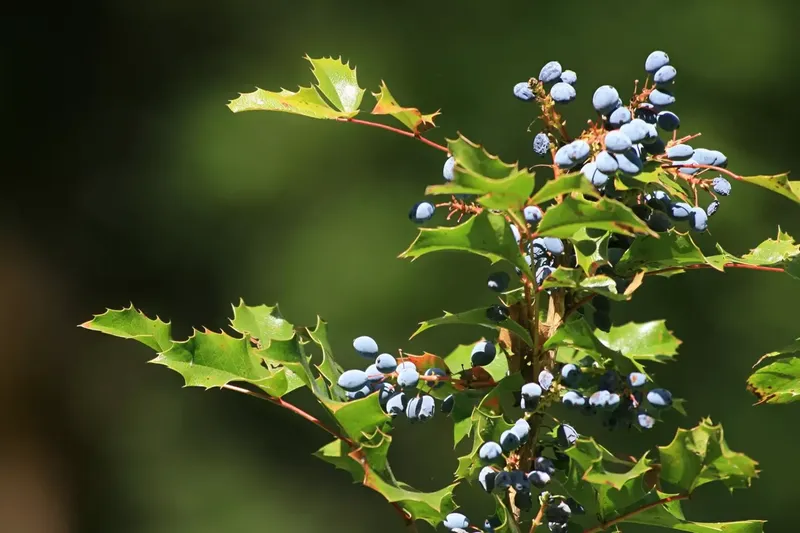 Can Goats Eat Oregon Grape?