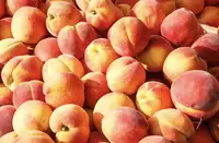 Can Goats Eat Peaches? Everything You Need to Know