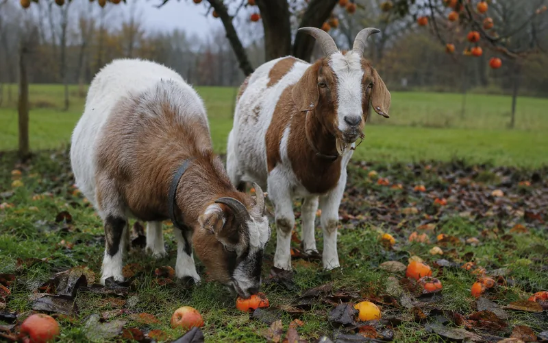 Goats eating fallen ripe persimmons off the ground beneath a persimmon tree in autumn