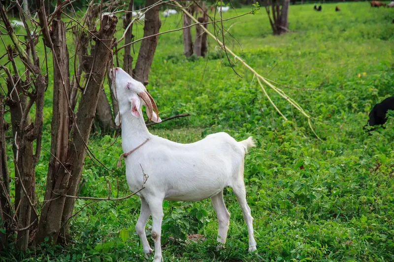 Can Goats Eat Pine Needles?
