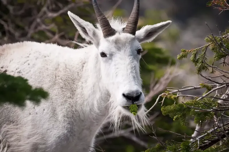 Can Goats Eat Pine Trees?