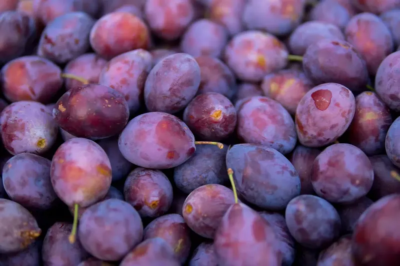 Can Goats Eat Plums?