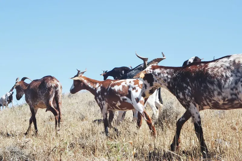 Can Goats Eat Poison Hemlock?