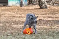 Can Goats Eat Pumpkin? How to Feed It the Right Way