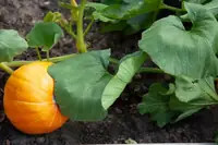 Can Goats Eat Pumpkin Leaves? Safety, Risks, and What Owners Should Know