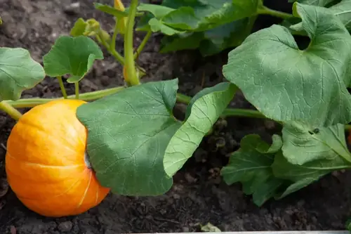 Can Goats Eat Pumpkin Leaves? Safety, Risks, and What Owners Should Know