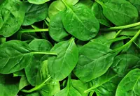 Can Goats Eat Spinach? Benefits, Portions, and How to Feed