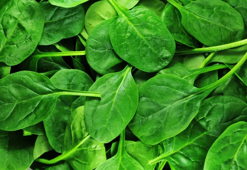 Can Goats Eat Spinach?