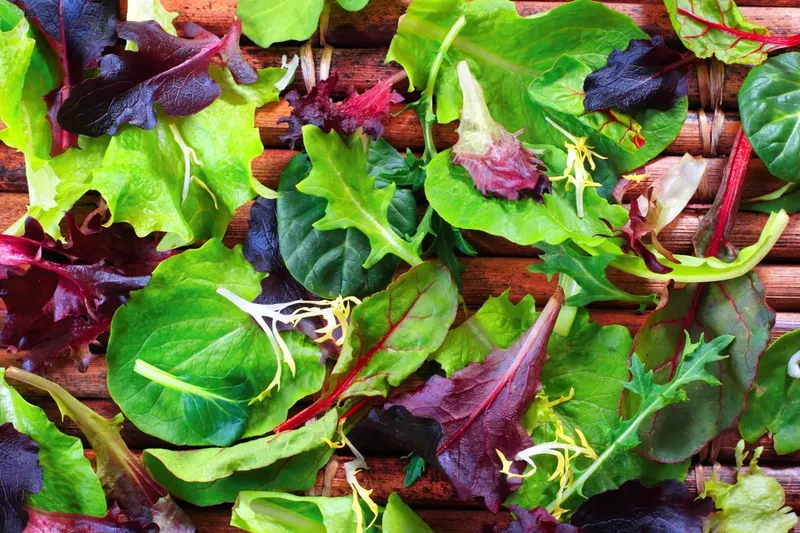 Can Goats Eat Spring Mix?