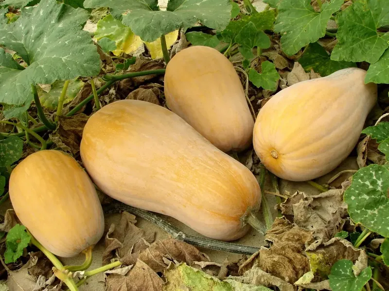 Can Goats Eat Squash?