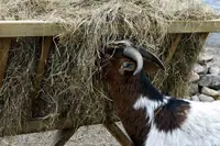 Can Goats Eat Straw? Everything You Need to Know