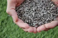 Can Goats Eat Sunflower Seeds? How to Feed It the Right Way