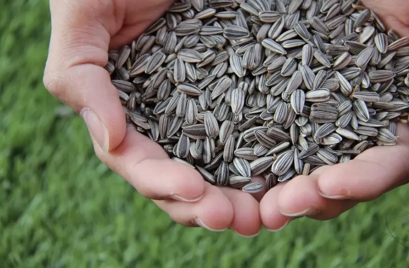 Can Goats Eat Sunflower Seeds?