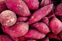 Can Goats Eat Sweet Potatoes? Benefits, Portions, and How to Feed