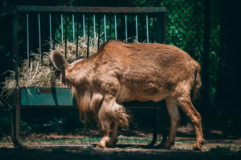 Can Goats Eat Timothy Hay?