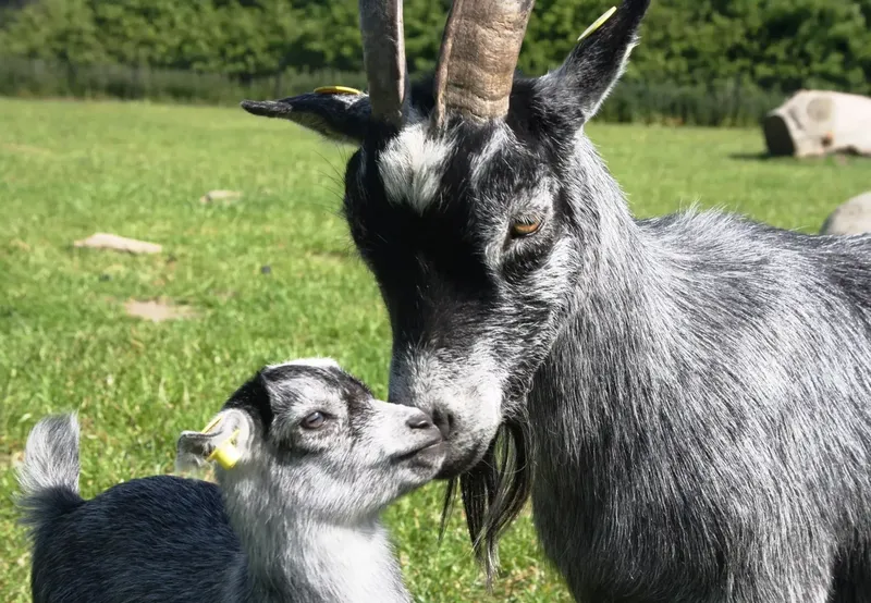 Can Goats Have A Stroke Anemia? A Complete Guide for Owners