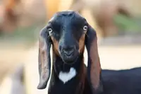 Can Goats Have Cattle Dewormer Blocks? A Complete Guide for Owners